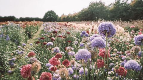 AROMA THERAPIE. © Lilly carreras via Getty Images